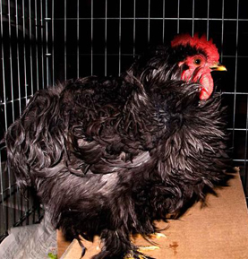 Bantam rooster